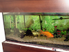 Vendo Acuario 270 Litros Con Mueble Y Peces
