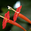 Ipomoea coccinea.