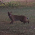  Carnivores of the Southeastern US