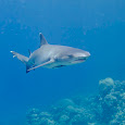 Sharks of Queensland: the ocean guardians