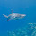 Sharks of Queensland: the ocean guardians