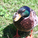 Mallard