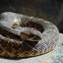 Red Diamond Rattlesnake
