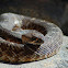 Red Diamond Rattlesnake