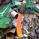 Phallus multicolor