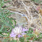 Common Blue