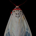 Moth