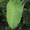 Jambu Biji