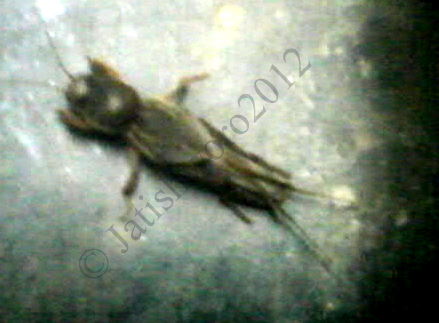 Spotting Image 1