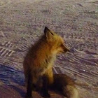 Red fox