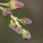 Blackcurrant flowerbuds