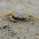 Crab