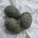 Huevos de gaviota