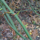 thornbush