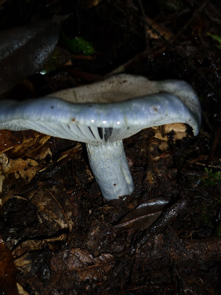 Spotting Image 1