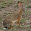African Savanna Hare