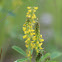 SweetClover