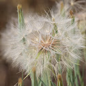 salsify or goatsbeard