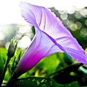 Morning Glory