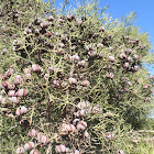 Ciprés de Cartagena, Araar