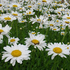 Daisies