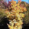 Japanese Maple