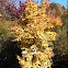Japanese Maple
