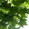 Red Maple