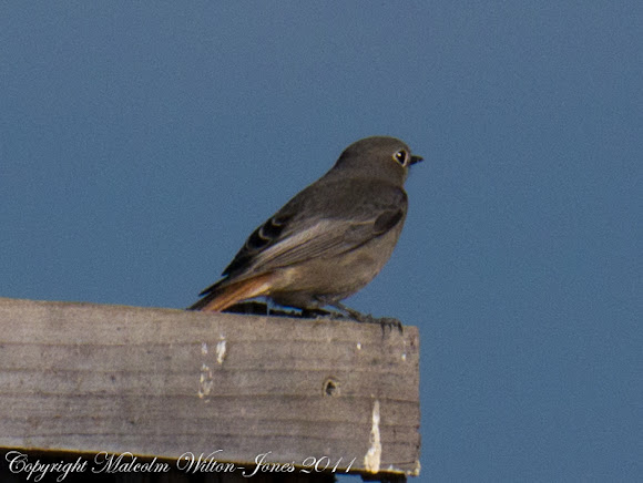 Spotting Image 1