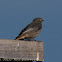 Black Redstart, juvenile