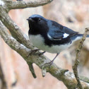 Black-throated Blue Warbler