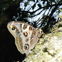 Mariposa  lechuza - Owl Butterfly