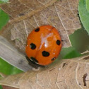 Seven Spotted Ladybug