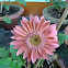 Gerber daisy, Transvaal daisy, Barberton daisy daisy