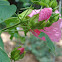 Hardy Hibiscus