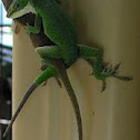 American Anole
