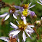 Aster tripolium