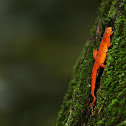 Eastern Newt