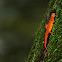Eastern Newt