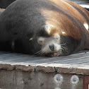 California sea lion
