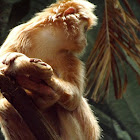 Ebony Langur