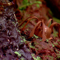 Chocolate Praline Spider Bonbons