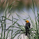 Yellow-headed Blackbird