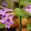 Ground Ivy, Creeping Charlie