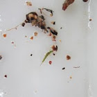 Stonefly (larva)