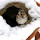 Wildlife with Snow, Frost, and Ice - NorthEastern United States