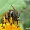 Stingless bee