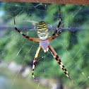 Wasp spider (長黄金蜘蛛)