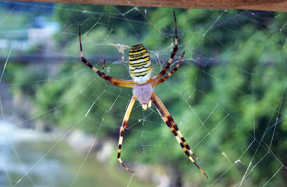 Spotting Image 1