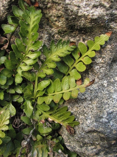 Spotting Image 1